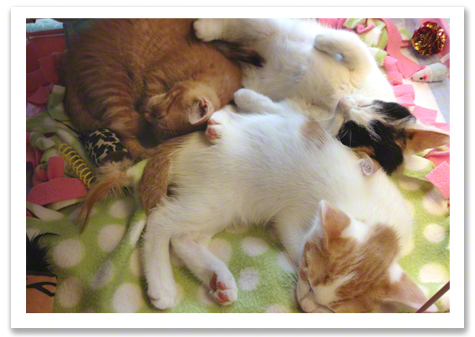 Let Sleeping Kittens R Olson.jpg